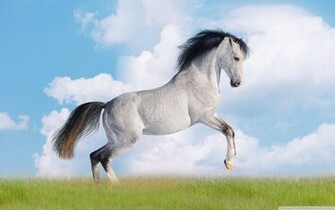 Snow White Horse Photography Backdrop Computer