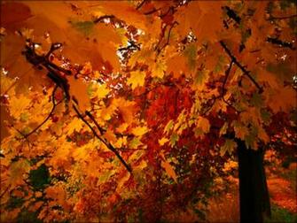 Autumn Jpg