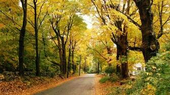 Yellow Autumn Desktop Pc And Mac Wallpaper