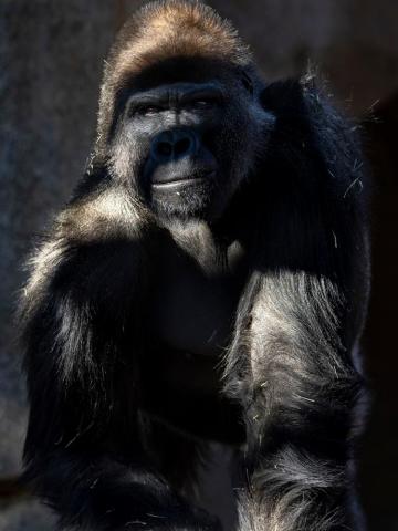 First Great Apes At U S Zoo Receive Covid Vaccine Made For Animals