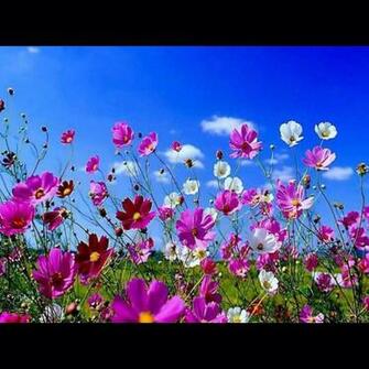 Summer Wallpaper Screensavers