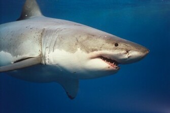 Great White Sharks Wallpaper HD Shark