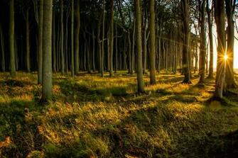 Magic Forest Wallpaper HD Background Image Pics Photos