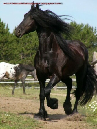Friesian Horse Pictures