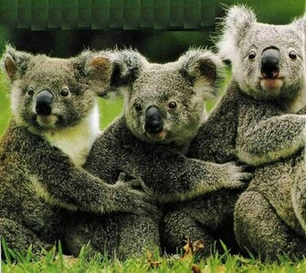 Koala Bears Wallpaper Picture