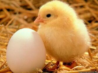 Desktop Wallpaper Animals Background Spring Chicken