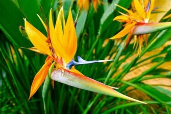 Bird Of Paradise Wallpaper HD