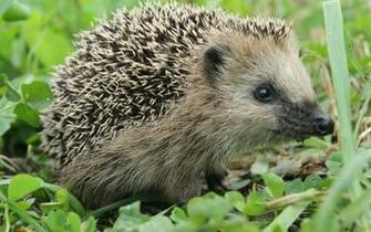 Hedgehog Computer Wallpaper Desktop Background Id
