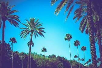 California Palm Trees Wallpaper Tree