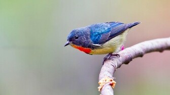 Western Bluebird Wallpaper