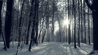 Snowy Winter Forest Wallpaper