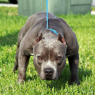 Beautiful Pitbulls Pictures For Pit Bull Lovers