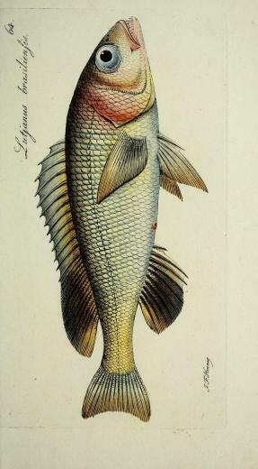 Atlas M E Blochii Systema Ichthyologiae Iconibus Cx