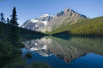 Mountain Pikas Hoary Marmots Grey Wolves Lions And Wolverines