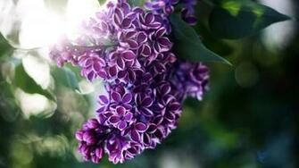 Full HD High Definition Wallpaper Pictures For Desktop Background