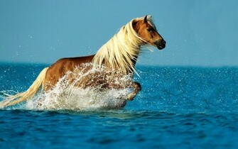 Wallpaper Mit Braunen Pferd Im See
