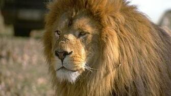 HD Lovely Lion Wallpaper Screensavers Ventube