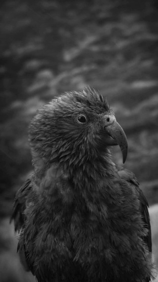 Dark Animals Wallpaper
