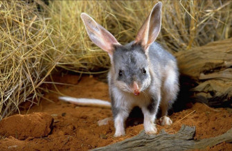 Bilby Wallpaper