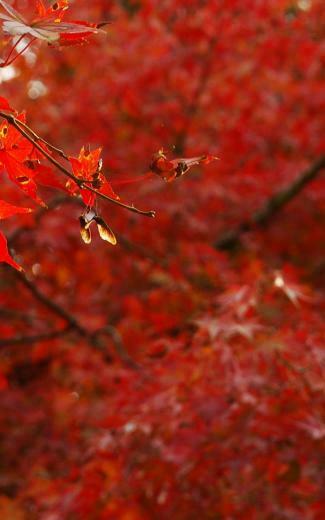 Nature Desktop Wallpaper And Stock Photos
