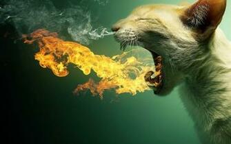 Cats Fire Smoke Flame Breath Wallpaper