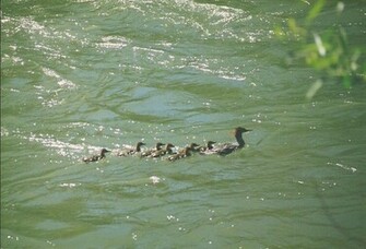 Waterfowl Wallpaper