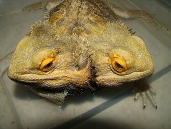 Bearded Dragon Wallpaper