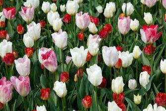 Tulip Wallpaper By Petr Kratochvil