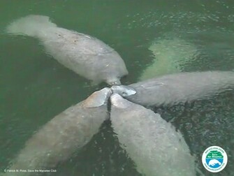Manatee Wallpaper For Desktop And Smartphones