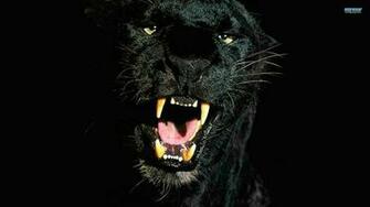 Animal Panther Wallpaper Wallpoper