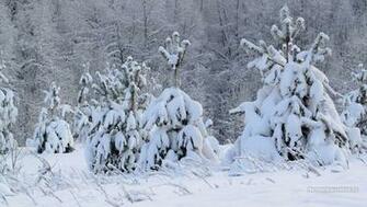 Wallpaper Winter Tree Background