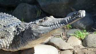 Crocodile Wallpaper