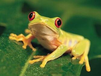 Beautiful Animal