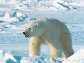 Polar Bear Animal Wallpaper Urban Art