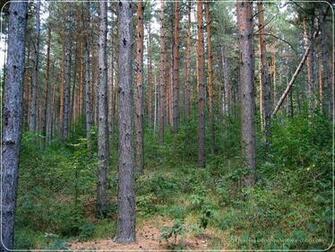 High Quality Forest Wallpaper For Your Desktop