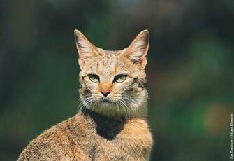 Screensaver Big Cats Cosmo Cat S Home