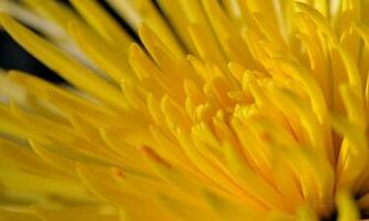 Mooie Chrysant Bloemen Wallpaper Afbeeldingen Jpg
