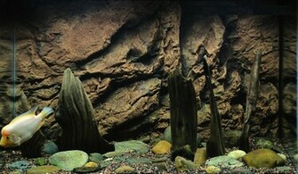 Best Looking Aquarium Background Wallpaper