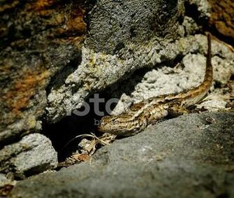 Alligator Lizard Stock Photos Image