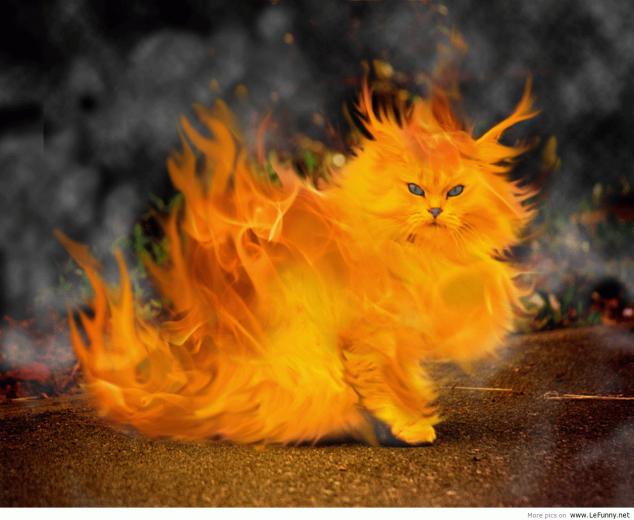 Cats Funny Cat Wallpaper