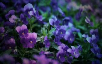 Purple Spring Wallpaper