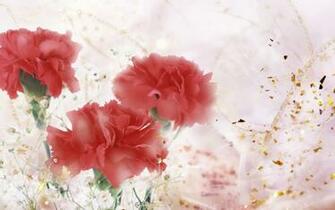 Carnations Wallpaper