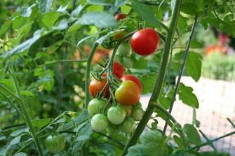 Vegetable Garden Image