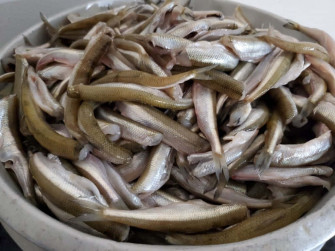 Fresh Smelt Fish Bowl E59i8g1xtetnqf22 Wallpaper