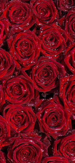 Red Rose Aesthetic Wallpaper