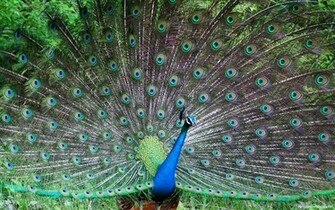 Wallpaper Of Peacock Feathers HD