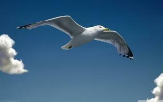 Seagull HD Desktop Wallpaper Mobile Dual Monitor