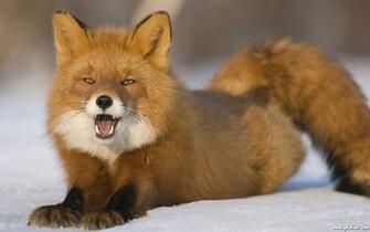 Wild Fox HD Wallpaper E Entertainment