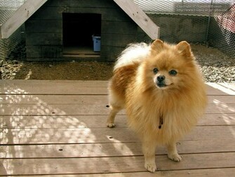 Pomeranians Dogs Wallpaper