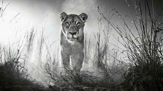 Wallpaper 4k Lion Black And White Animals